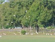 Egrets at Polo Fields