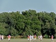 Egrets in trees
