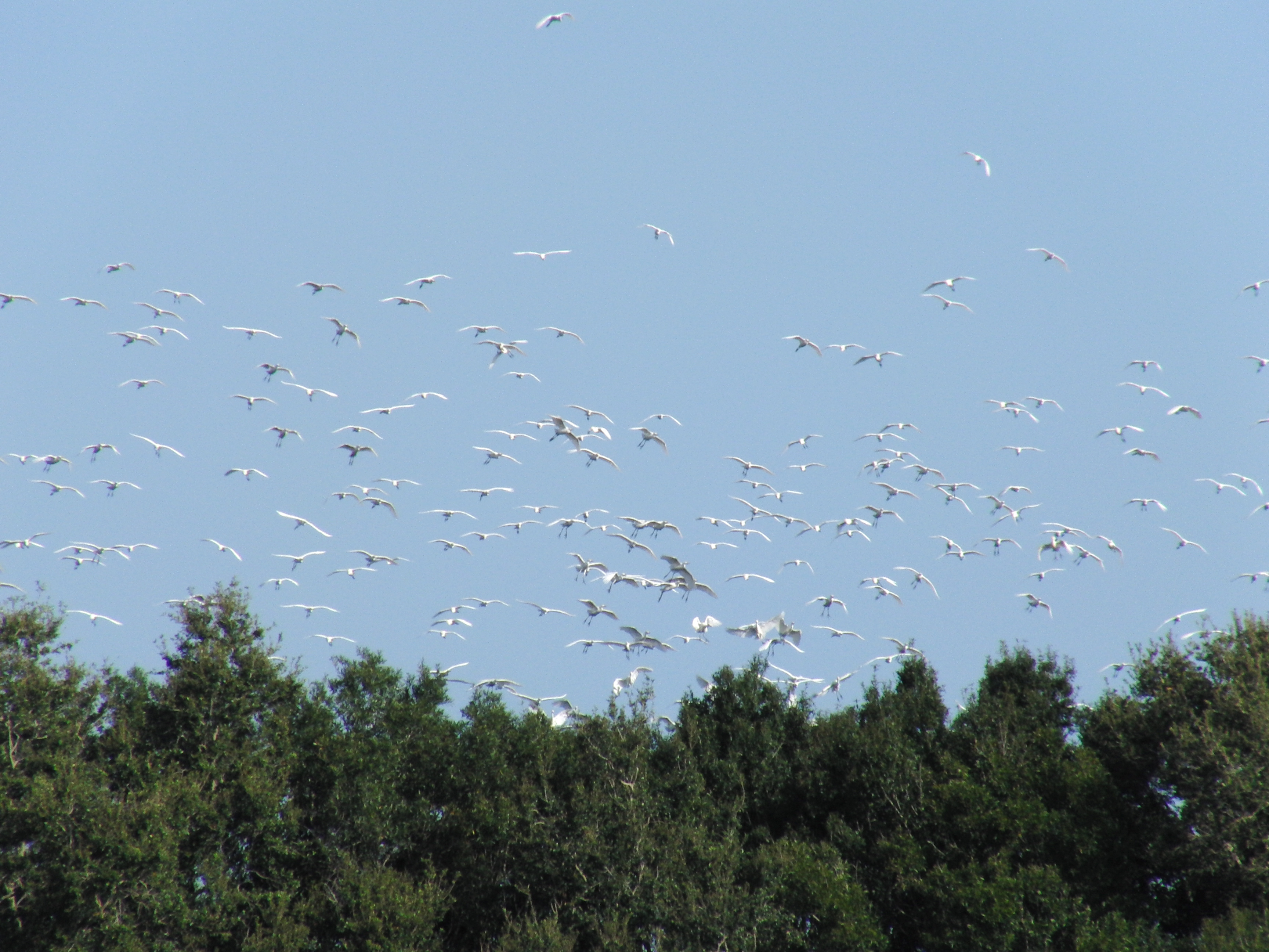 Egrets take off