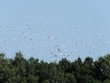 Egrets take off