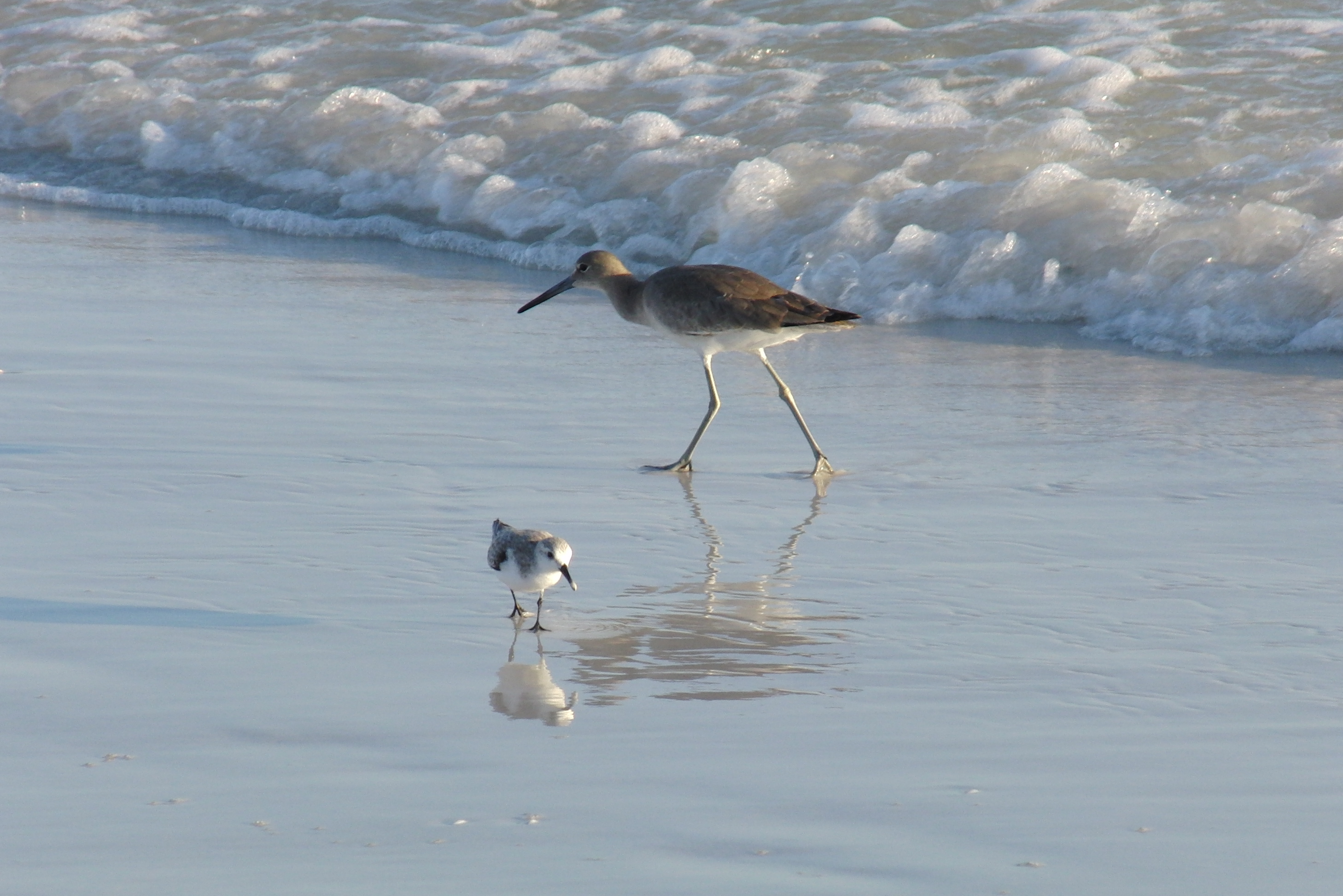 Birds on Siesta Beach