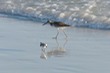 Birds on Siesta Beach