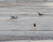 Birds on Siesta Beach