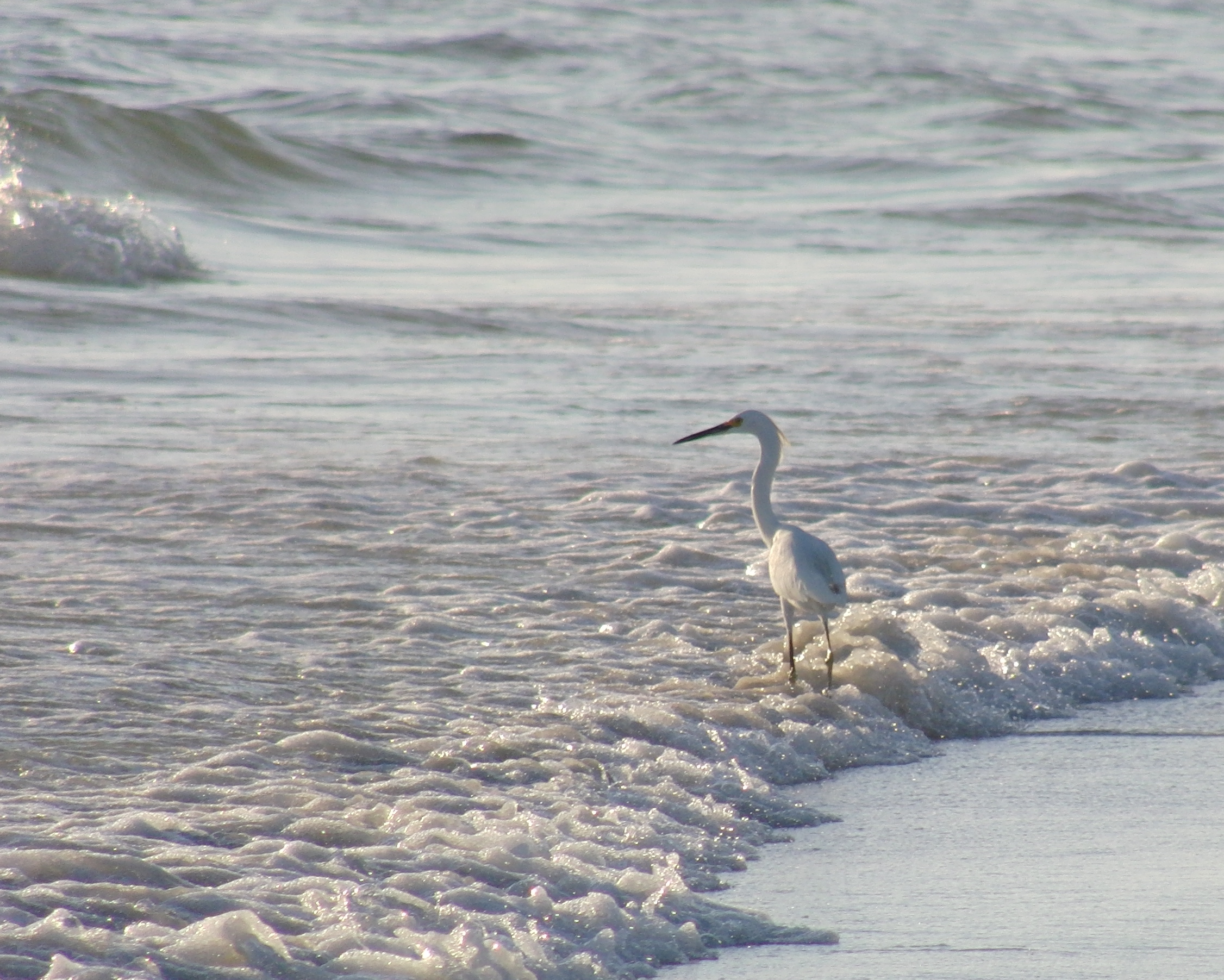 Birds on Siesta Beach