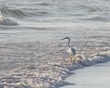Birds on Siesta Beach