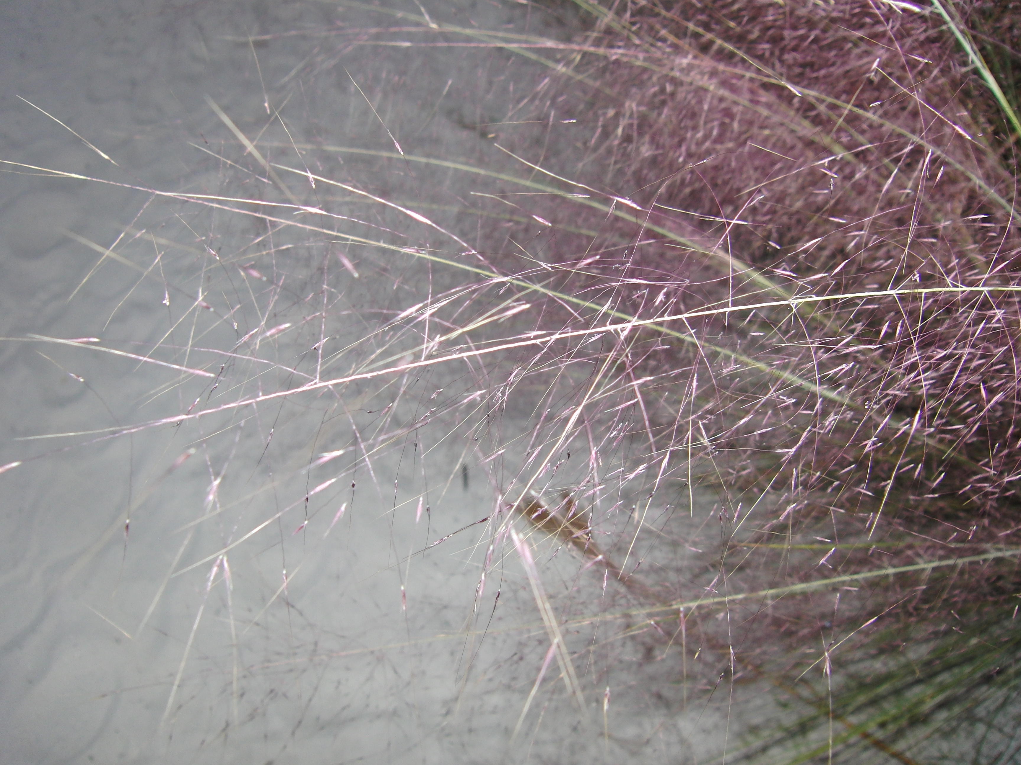 Flora at Siesta Beach
