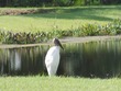 Stork in Sarasota