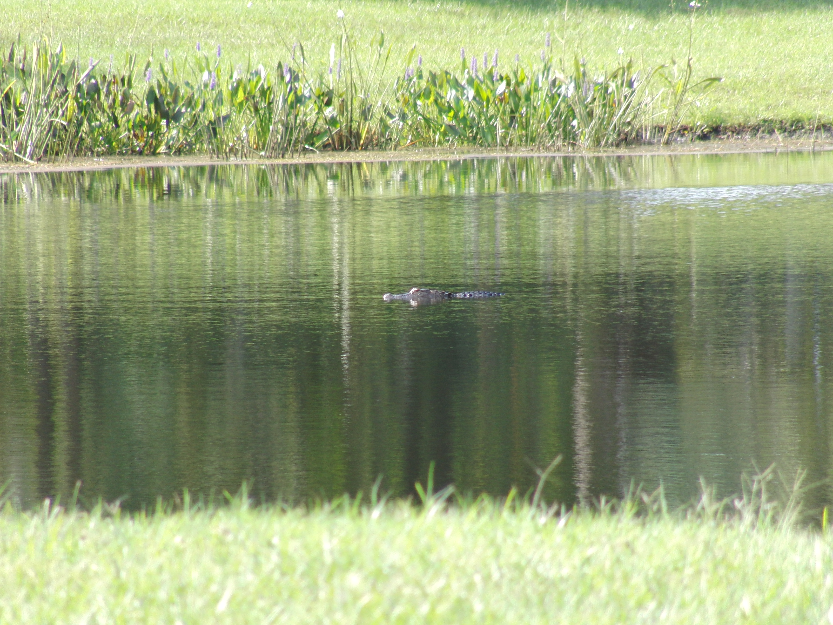 Alligator in pond at our hotel