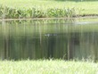 Alligator in pond at our hotel