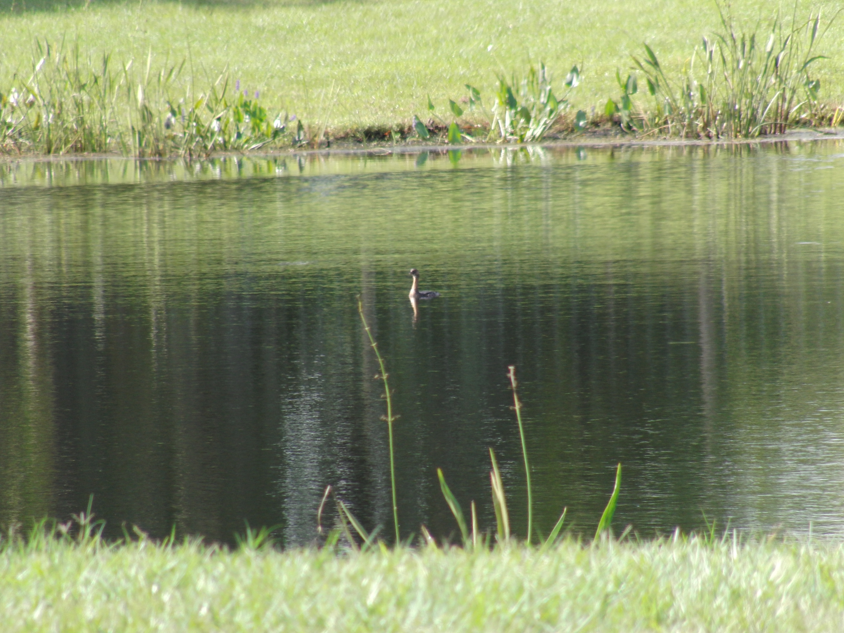 Duck, soon to be ex-duck?