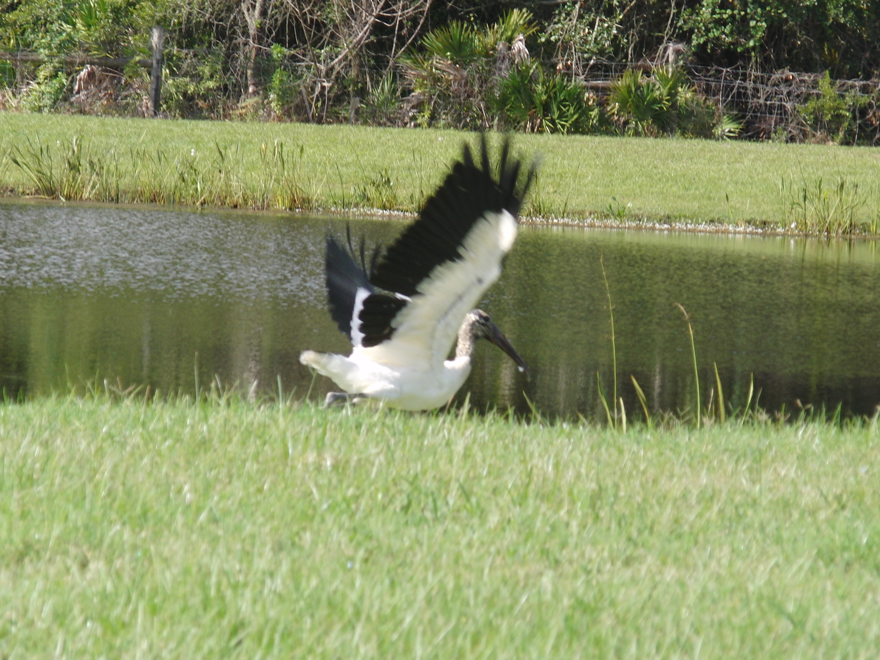 Stork