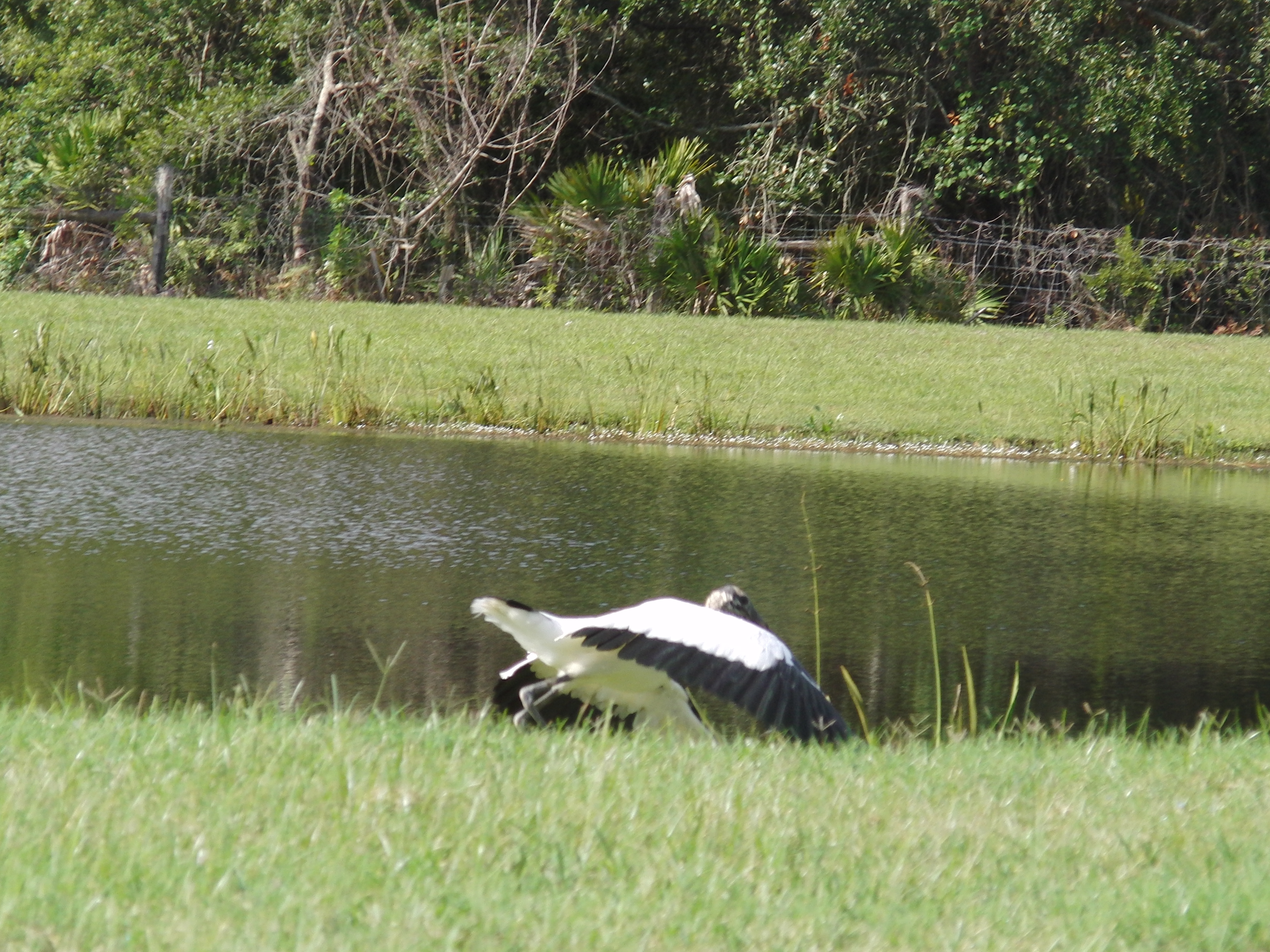 Stork