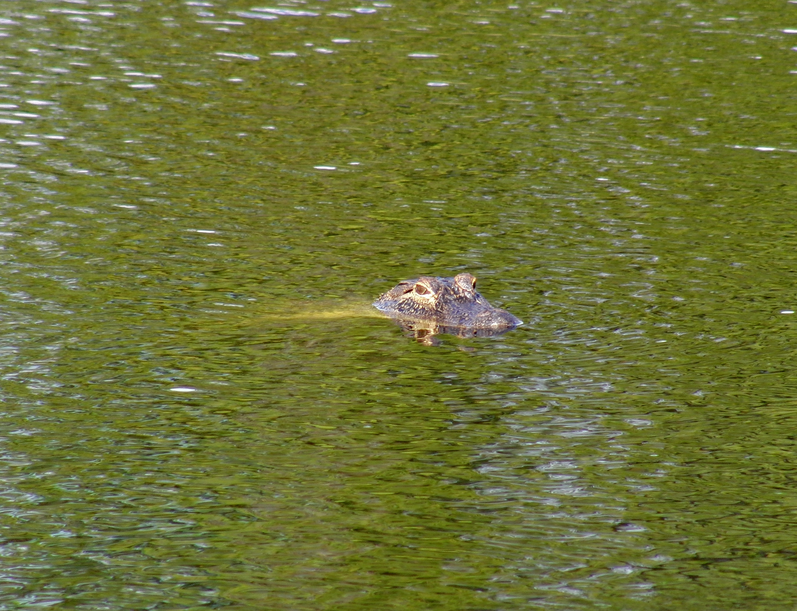 Alligator in pond at our hotel