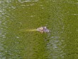 Alligator in pond at our hotel