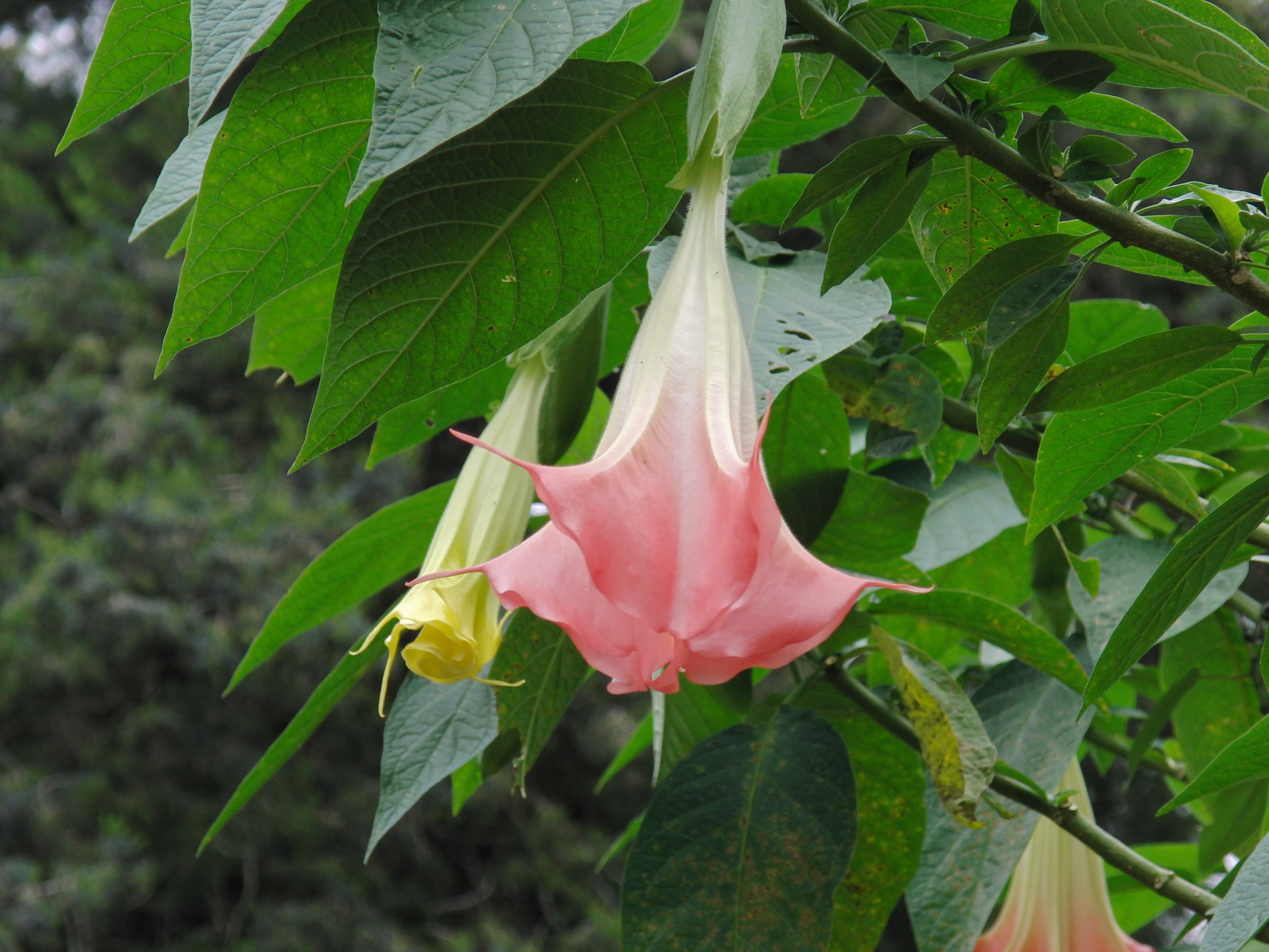 Flora in Gainesville