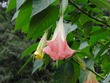 Flora in Gainesville