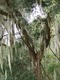 Spanish Moss in Gainesville