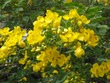 Flora in Gainesville
