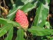 Pinecone Lily in Gainesville