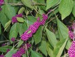 Flora in Gainesville