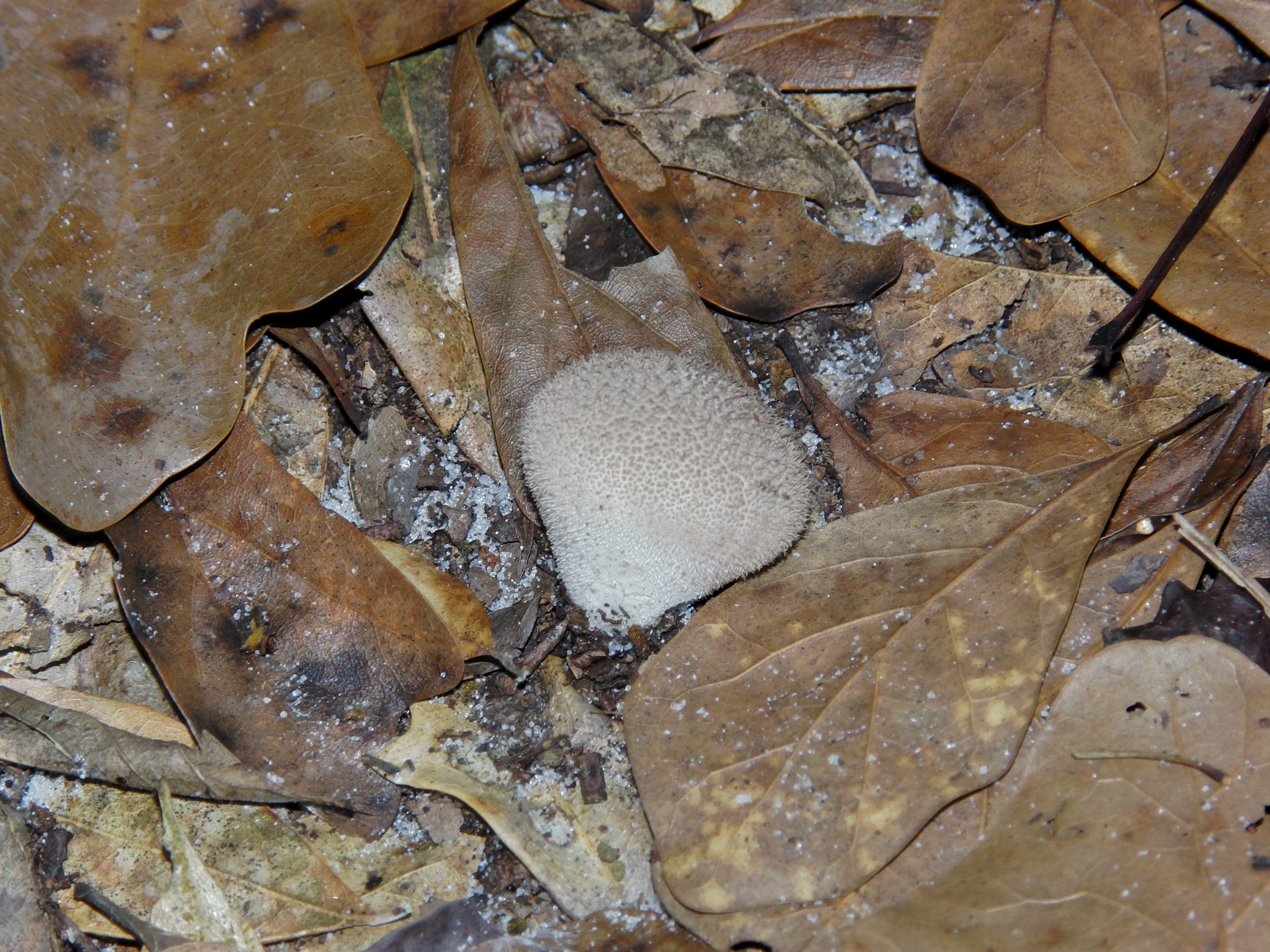 Fungus in Gainesville