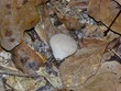 Fungus in Gainesville