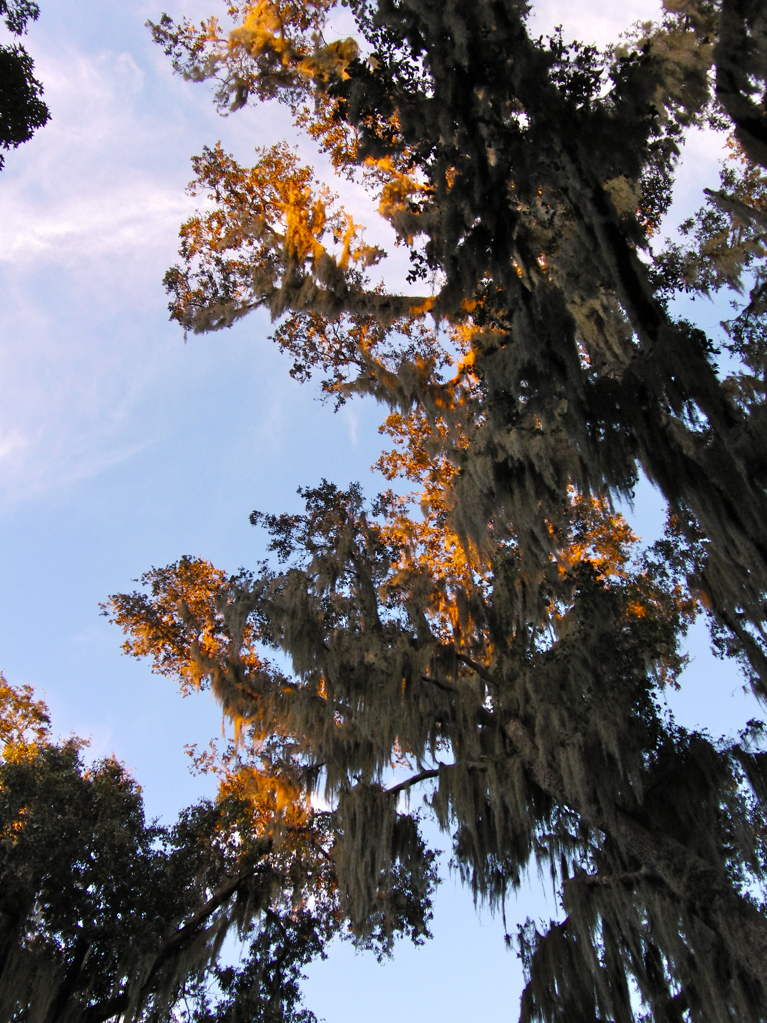 More Spanish Moss