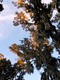 More Spanish Moss