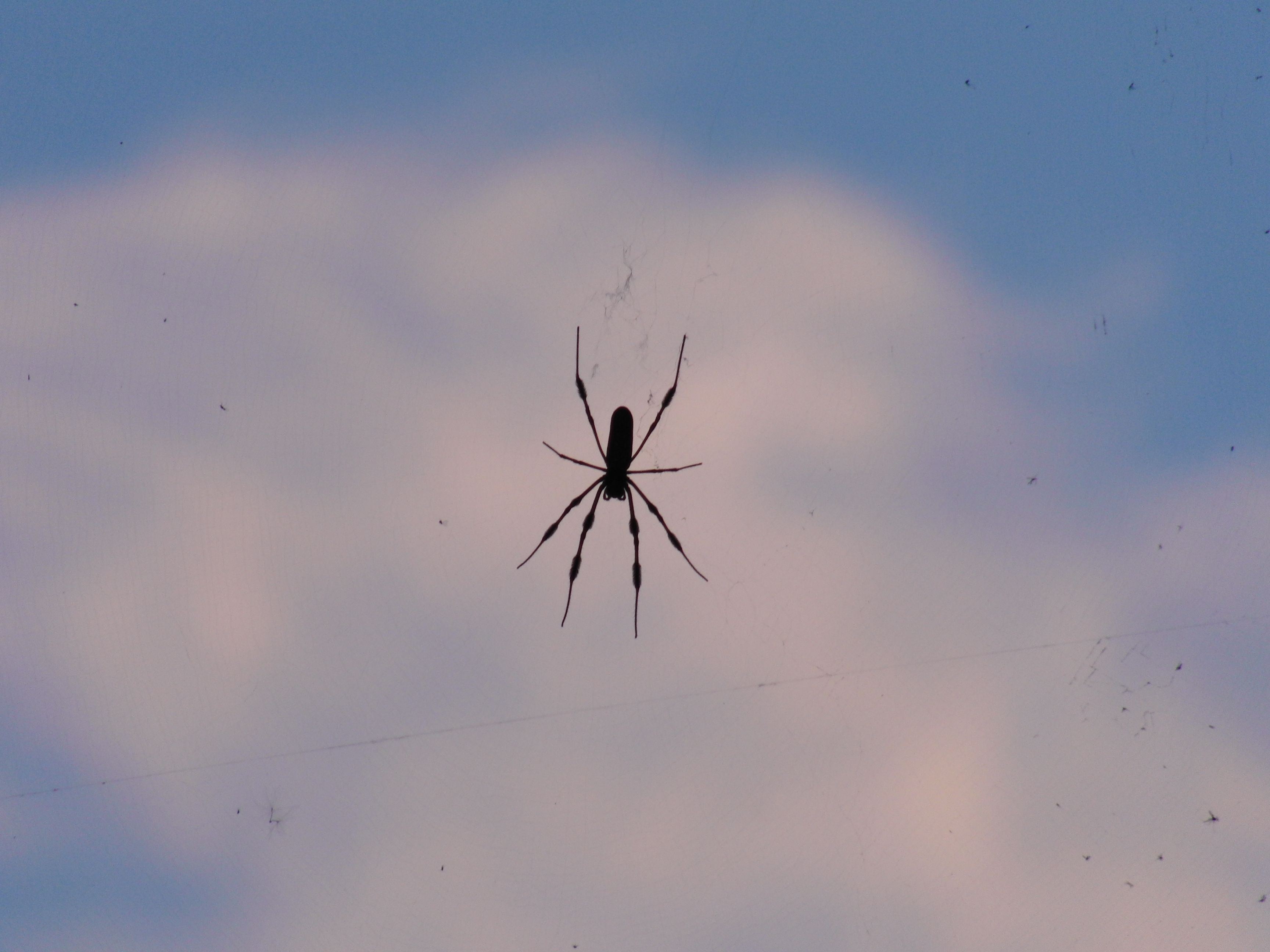 Banana Spider
