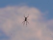 Banana Spider
