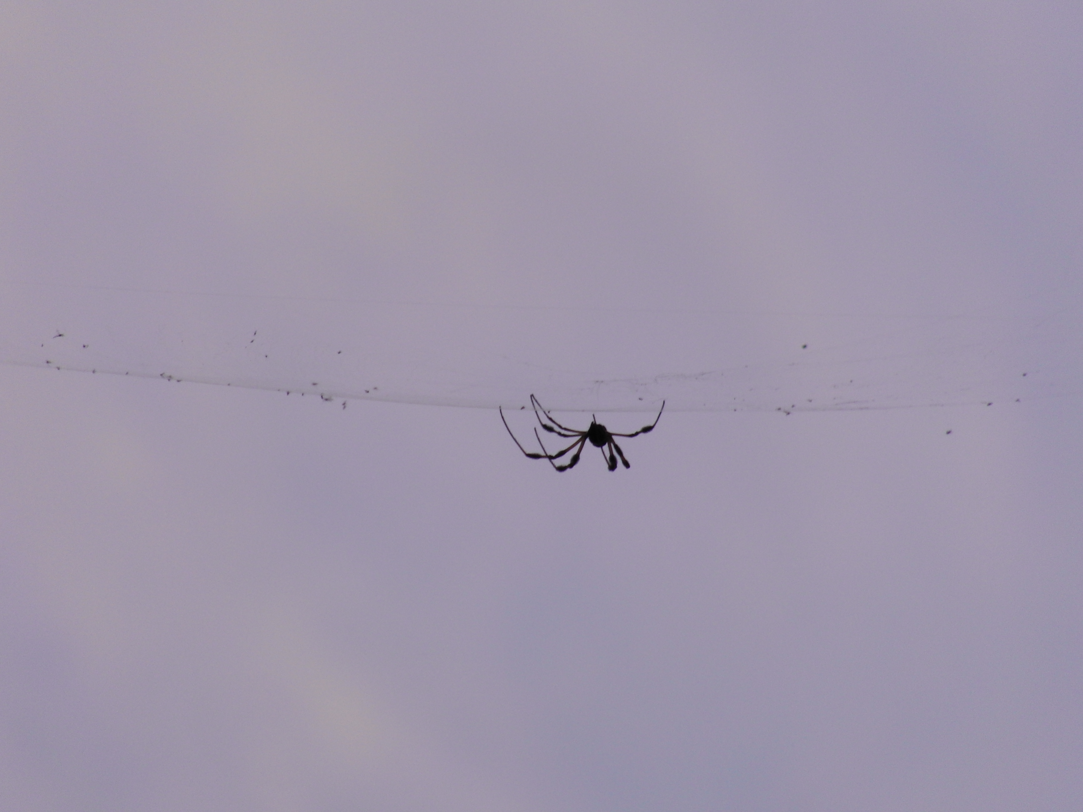 Banana Spider