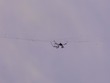 Banana Spider