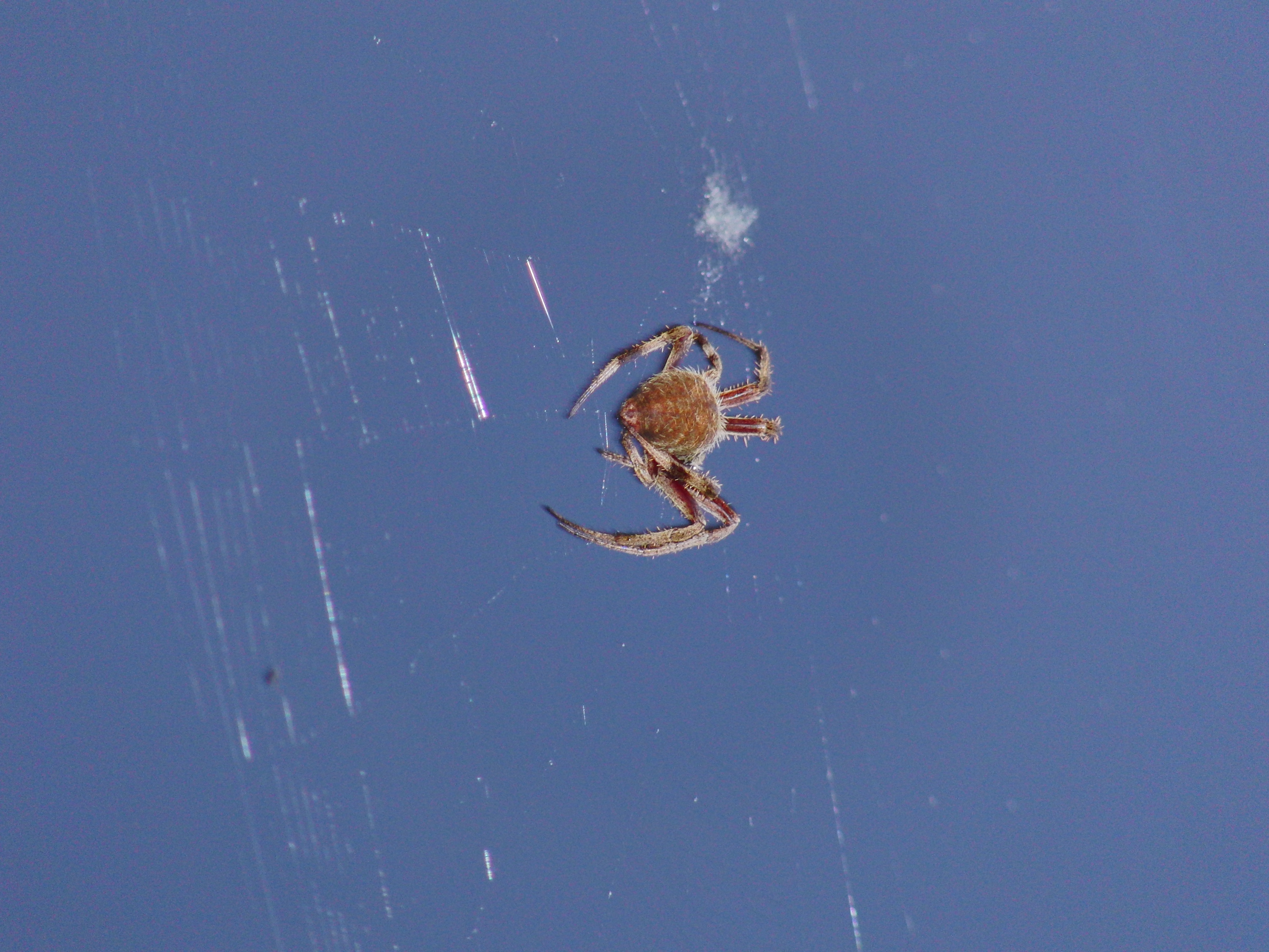 Orb Weaver