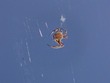 Orb Weaver