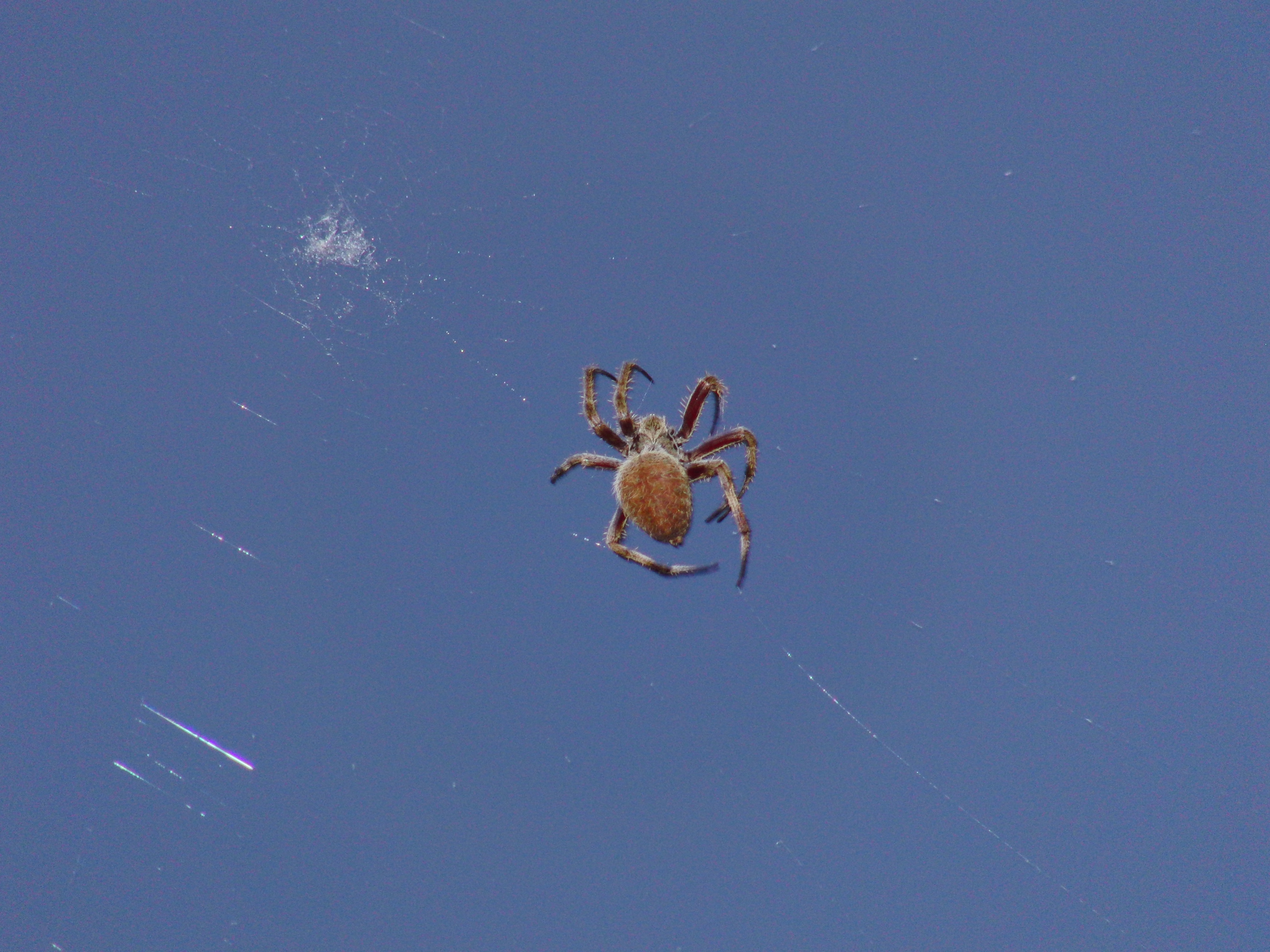 Orb Weaver