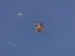 Orb Weaver