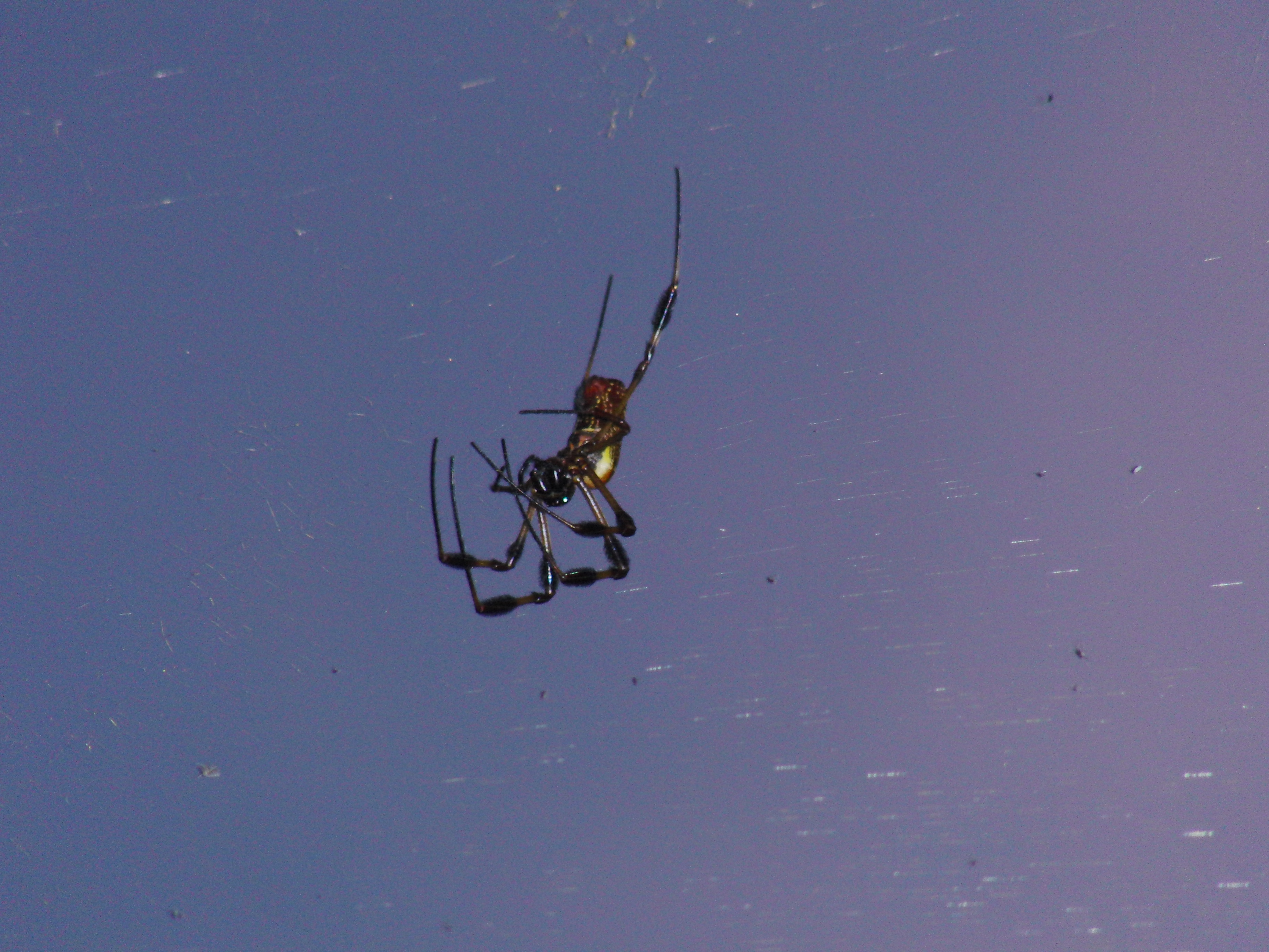 Banana Spider (flash)