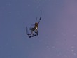 Banana Spider (flash)