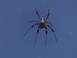 Banana Spider (flash)