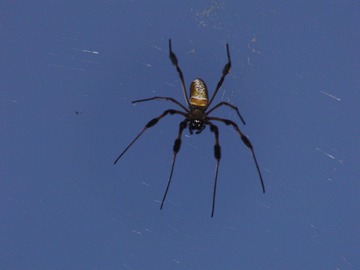 Banana Spider (flash)
