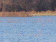 Buffleheads