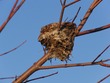 Nest
