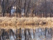 Reeds & Reflection
