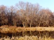 Reflected trees