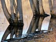 Trunks in the Concord River