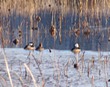 Hooded Mergansers
