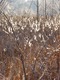 Cattails in the Sun