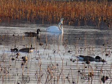 Swans & Geese
