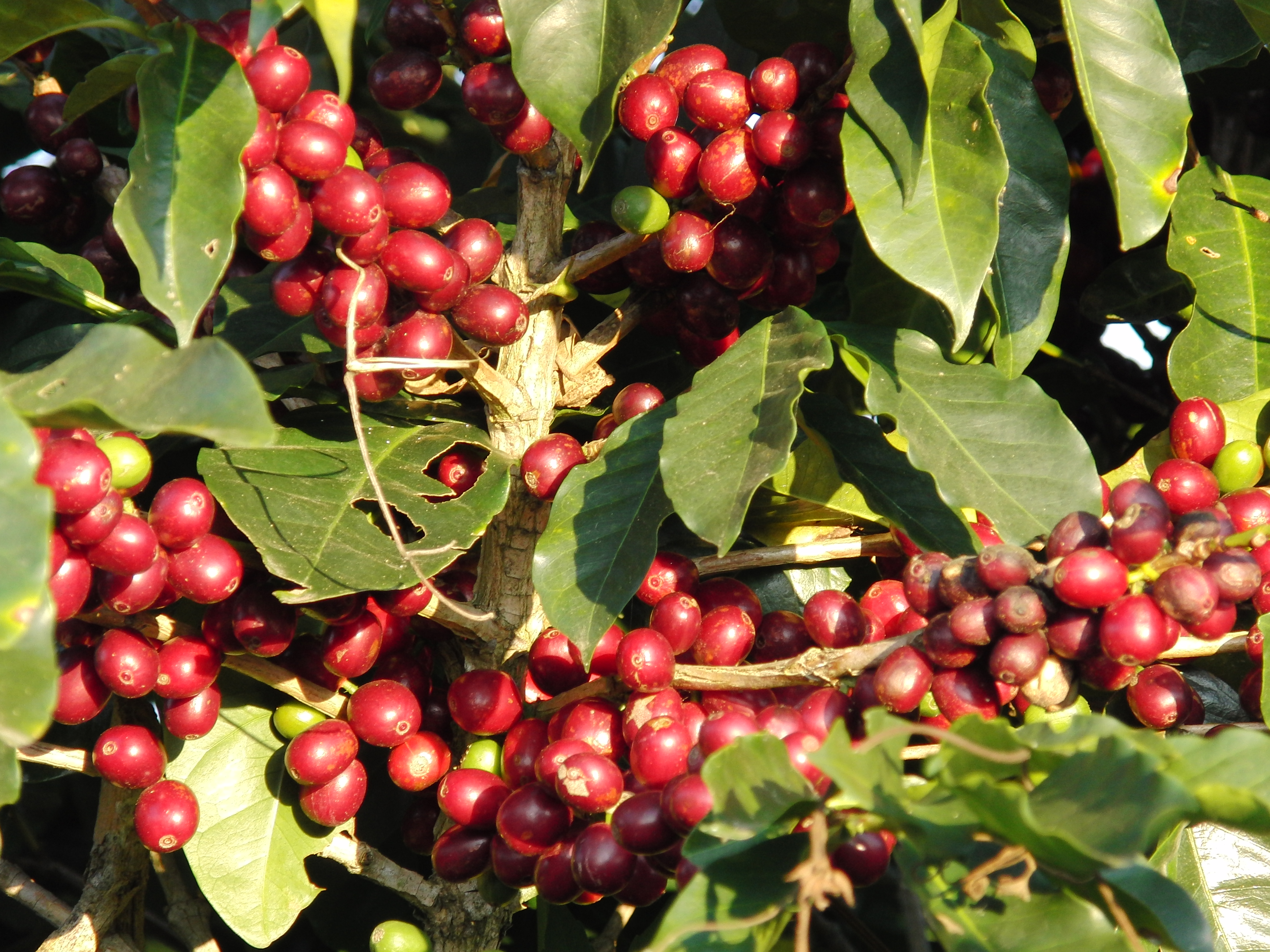 Coffee Beans on the hoof