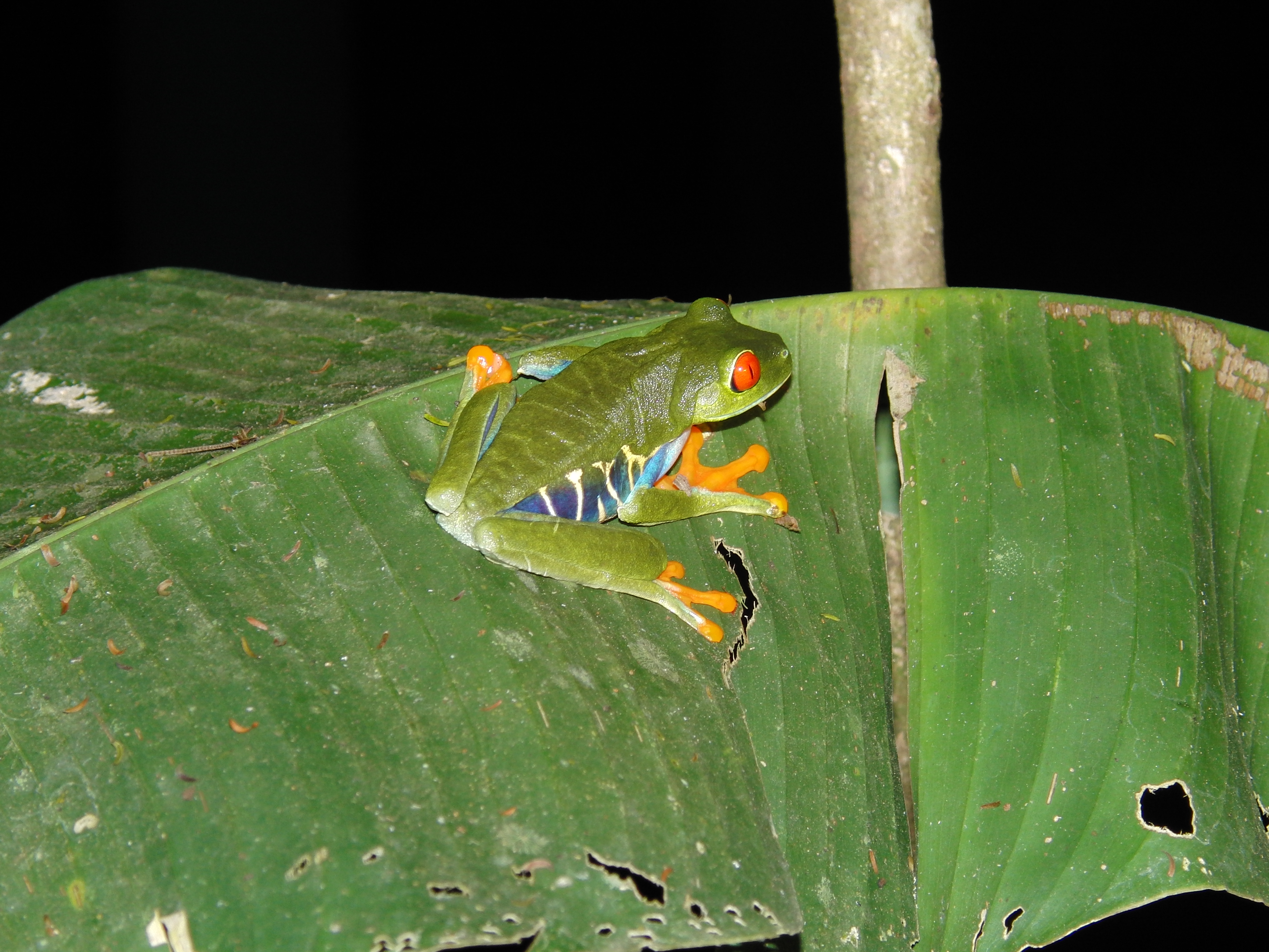 Male tree frog